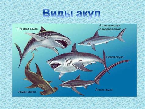 Реки Корсики и их роль в экосистеме острова