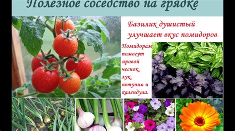Рекомендации для садоводов: удачное соседство перцев и огурцов в огороде