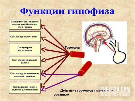 Рекомендации по уходу за кожей при нестабильной функции щитовидной железы