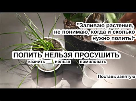 Рекомендации по уходу за растением в почве, подходящей для пальм