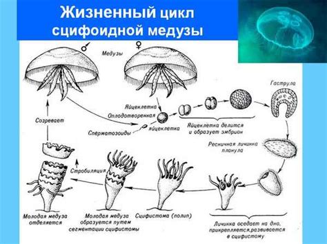 Репродуктивный цикл и размножение акульей колючки