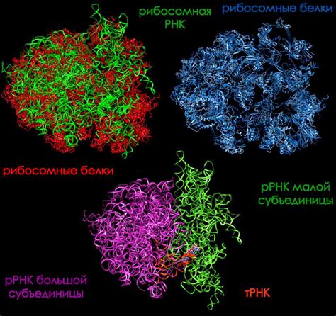 Рибосомная РНК (rRNA) и ее роль в синтезе белков: ключевые аспекты