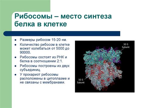 Рибосомы - место инициации процесса создания протеинов