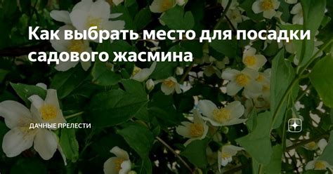 Риски для жасмина садового без защиты от холода