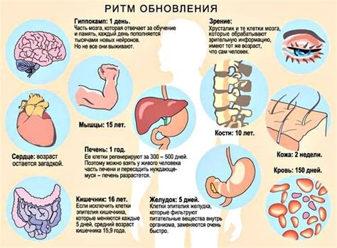 Ритмы организма: какое значение имеет утро для здоровья