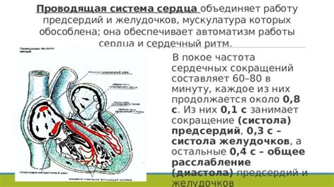 Ритм сердца: понимаем работу систолы