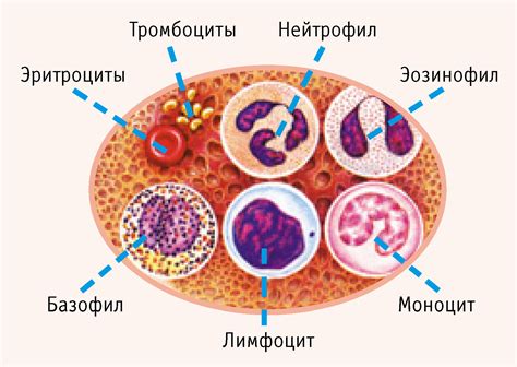 Родственники событий: аномальные моноциты в плазме детей