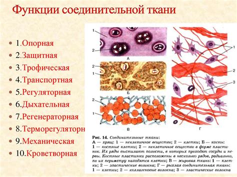 Ролевая функция присутствия рыхлой соединительной ткани в организме