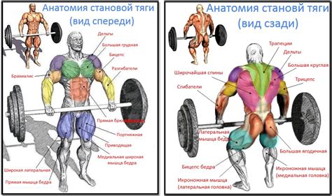 Ролевые связи при становой тяге: воздействие пояса на технику выполнения