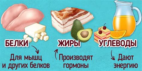 Роли белков, жиров и углеводных источников энергии в рационе для достижения желаемого веса