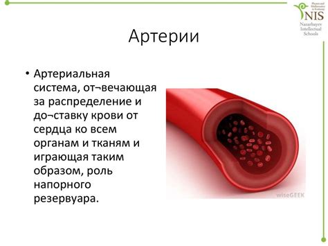 Роли питательных веществ в организме при употреблении чая без добавления сахара