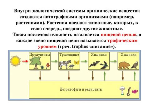 Роли подтопольника в экосистеме