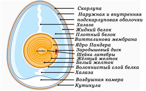 Роли яйца в борще: основные функции