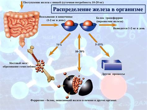 Роль, значимость и норма содержания железа в организме