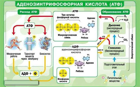 Роль АТФ в процессе дыхания организмов: мифы и факты