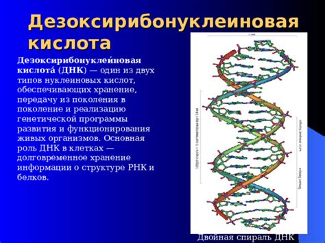 Роль ДНК в жизненных процессах организмов