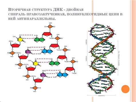 Роль ДНК и РНК в медицине: диагностика и лечение заболеваний