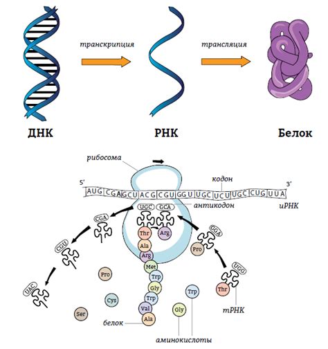 Роль РНК в процессе синтеза белков