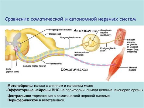 Роль автономной нервной системы в механизмах рефлексов