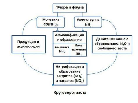 Роль азота в образовании белка: уникальный взгляд на функцию элемента