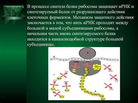 Роль азота в процессе синтеза белка