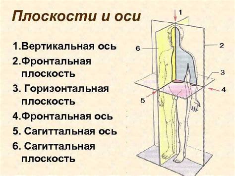 Роль академического изображения в изучении строения человеческого тела