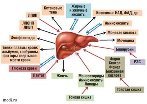 Роль антиоксидантов в томатном нектаре при циррозе печени