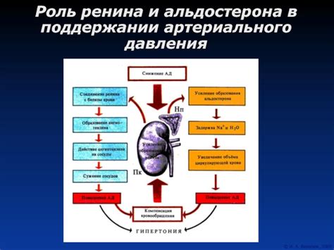 Роль артериального давления в организме и механизмы его регуляции