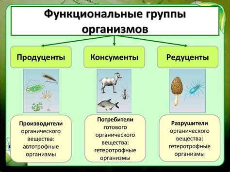 Роль бамбука в экосистеме Кавказа: особенности и разнообразие видов