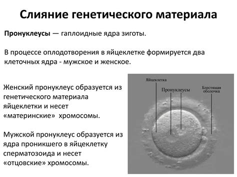 Роль белковых комплексов в упаковке и развитии генетического материала