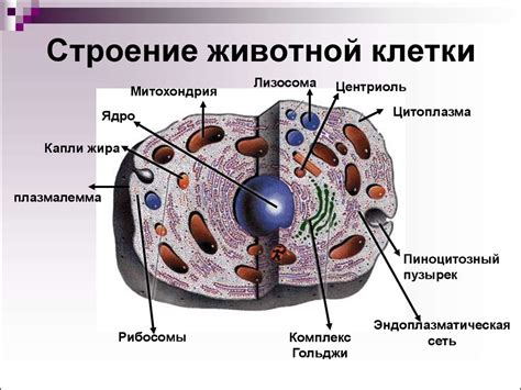 Роль белковых фабрик в животной клетке