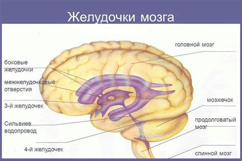 Роль боковых желудочков головного мозга в нормальном функционировании организма