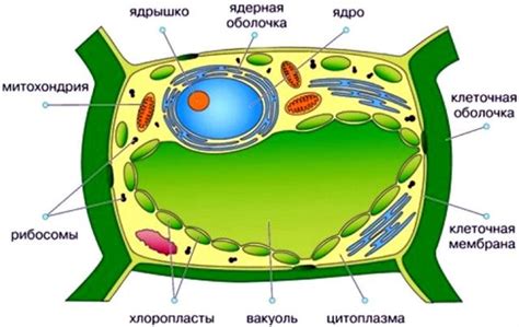 Роль вакуоли в обеспечении гармонического функционирования клетки