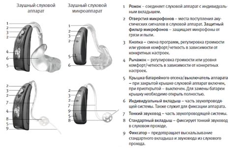 Роль вентиляционных отверстий евстахиевых труб в проветривании слухового аппарата