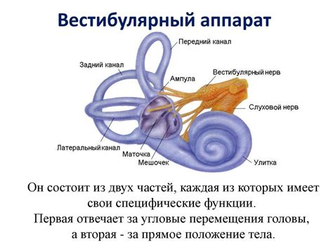 Роль вестибулярного аппарата в согласовании движений
