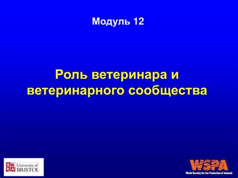 Роль ветеринара в понимании причин и лечении поведенческого дисбаланса у собак