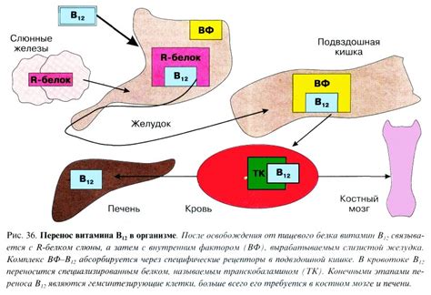 Роль витамина Б12 в образовании крови