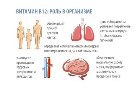 Роль витамина В12 в образовании красных кровяных клеток