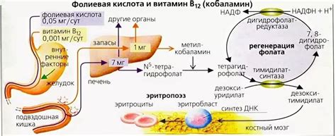 Роль витамина В12 в формировании состава крови