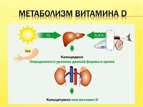 Роль витамина D12 в процессе эритропоэза