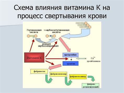 Роль витамина K в процессе свертывания крови и его источники