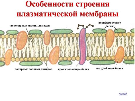 Роль воды в функционировании клеточной мембраны: влияние на перенос веществ