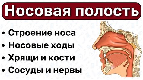 Роль волосок в носовой полости: защита и поддержание комфортных условий