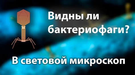 Роль высокой температуры в увеличении эффективности терапии бактериофагами