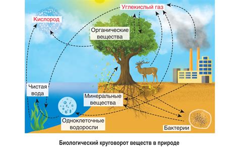 Роль в обмене веществ