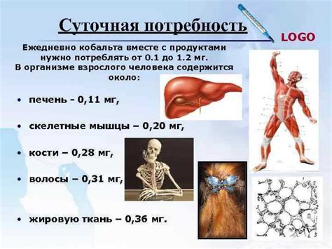 Роль в организме и источники питания