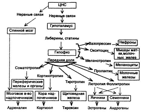 Роль в регуляции обмена веществ