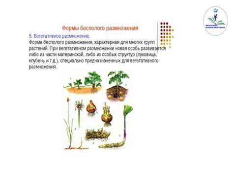 Роль гаметофита в процессе размножения растений