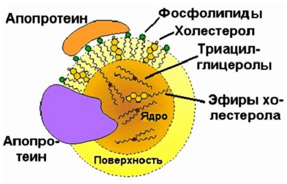 Роль генетики в содержании липидов в крови