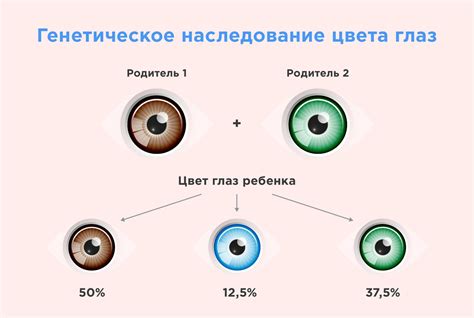 Роль генетики в формировании оттенка глаз